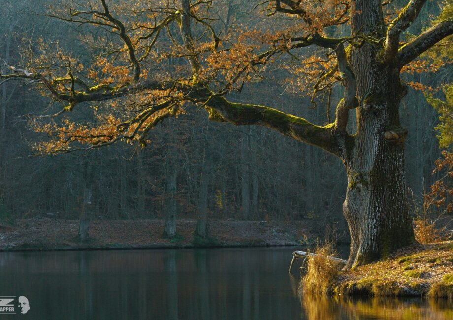 Bärensee Baum