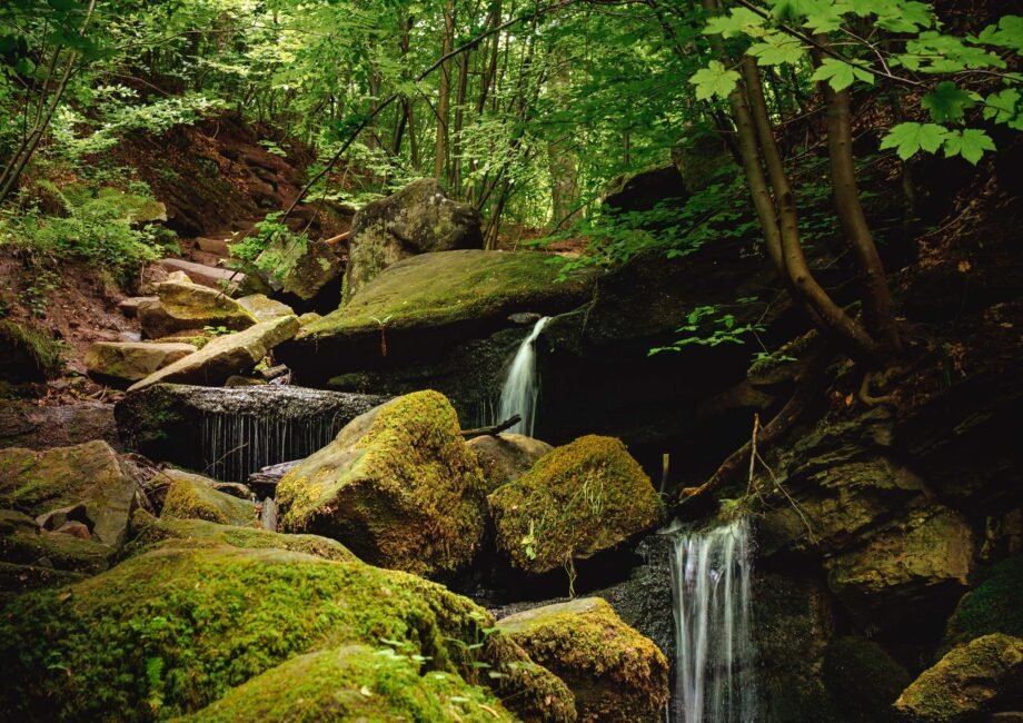 Botnang Wald